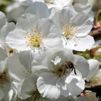 3060_110091 Geöffnete Kirschblüten - Blütenstempel der Kirschen - Biene in der Blüte. | Fruehlingsfotos aus der Hansestadt Hamburg; Vol. 2